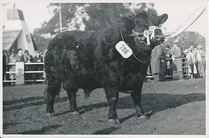 ARGENTINE c. 1952 - Concours Agricole Vaches, Chevaux, Boeufs  - P729 - Picture 1 of 2