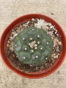 XL Astrophytum Asterias Kikko !! Very Old Specimen - Picture 1 of 5