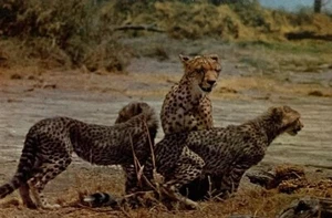 Vtg The Elite Group Pegas East Africa Wildlife Cheetahs Postcard Post Card NOS - Picture 1 of 6