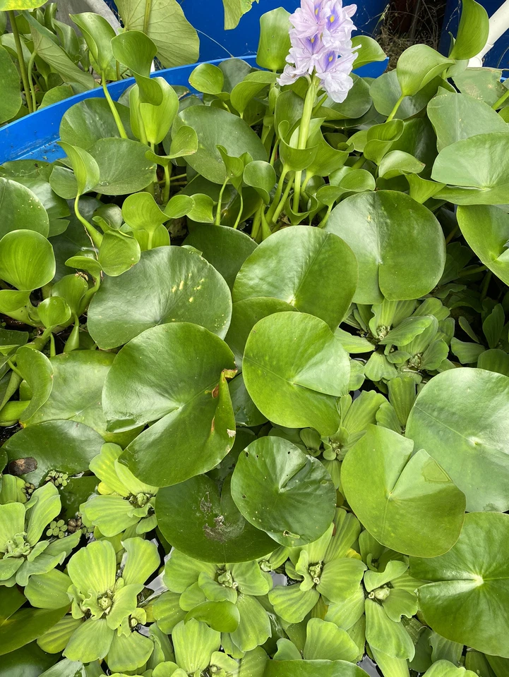 4 jacintos*MÁS 4 lechugas de agua - planta de estanque - flor de estanque - ideal para estanques Koi Foto 1 de 1