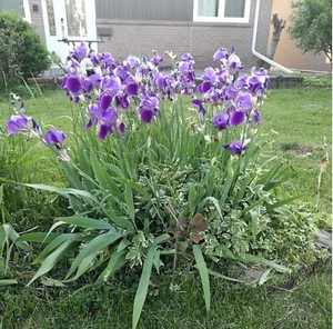 FLOWERS Canada Toronto picture photo virtual postcard #A20j1c by A.S. - Photo 1 sur 1