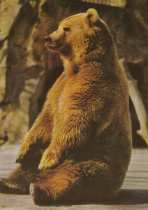 Alte Postkarte - Bär - Bild 1 von 1