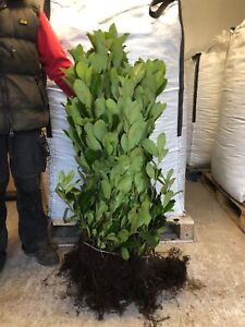 10 Cherry Laurel Hedging 2.5-3ft+ Evergreen Plants Bare Root Multi Stem A+ Grade