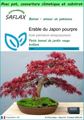 SAFLAX - Garden to go - Erable du Japon pourpre - 20 Graines - Photo 1/4
