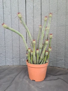 Euphorbia baioensis (Kenya) PLANT cod. ebay-P050 - Imagen 1 de 9
