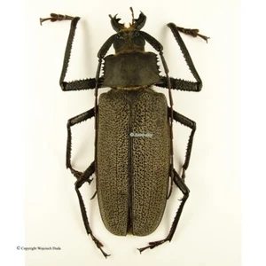 Xixuthrus isyuniarkoi, very nice, large 91-92mm, rare - Imagen 1 de 1