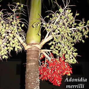 ~CHRISTMAS PALM~ Adonidia merrilli Dwarf Royal Palm TROPICAL Tree 100 LIVE SEEDS - Picture 1 of 7