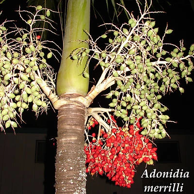 Christmas Palm Tree Adonidia merrilli 25 LIVE SEEDS TROPICAL Dwarf Royal Palm - Image 1 of 4