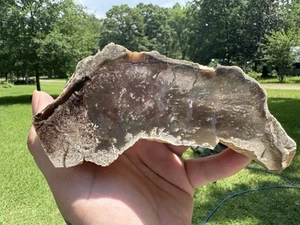 Pandanus/Palme Fossil versteinertes Holz Biberrand Wyoming - Bild 1 von 8