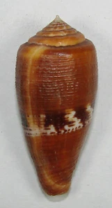 CONUS COCCINEUS 48.12mm BEAUTIFUL SPECIMEN off Borongan, Samar, Philippines - Picture 1 of 2