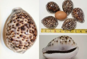 Große Tiger Kaurimuscheln / große Kaurimuscheln, 3 Zoll plus, SS-134 - Bild 1 von 12