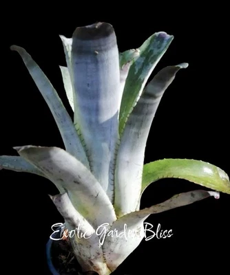 Ultra Raro Aechmea 'Grey Ghost' - Bromelia de Coleccionista Desplazamiento 12-13"" Alto Foto 1 de 4