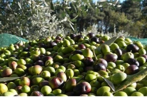 olio extravergine d'oliva - Foto 1 di 3