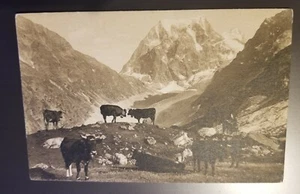 Alte AK Kühe / Rinder in den Alpen / Schweiz ? - Bild 1 von 2