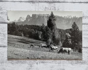 AK Ritten Schlern Renon Dolomiti Berge Kühe Rinder Bozen Postkarte Vintage Deko - Picture 1 of 2