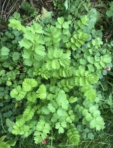 60+ Salad Burnet-Sanquisorba minor Herb-NON GMO-Open Pollinat - Picture 1 of 5