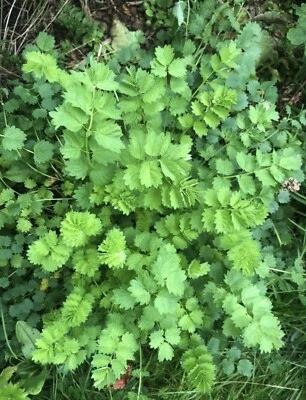 60+ Salad Burnet-Sanquisorba minor Herb-NON GMO-Open Pollinat - Image 1 of 4