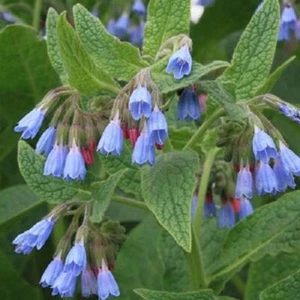 Talea Radici Di Consolida Blu, Symphytum Officinale - Picture 1 of 1