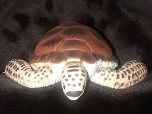 Green Sea Turtle - Rubbery - Discontinued Wild Republic AZA - Bild 1 von 6