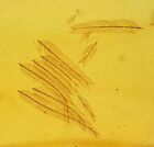 Rare Aves Bird Feather, Fossil Inclusion In Burmese Amber