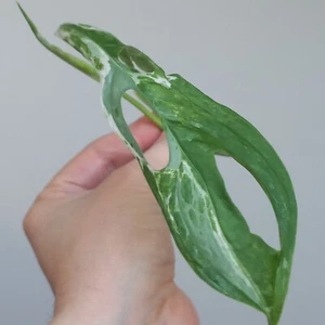 Monstera Adansonii Indonesian Marble Highly Variegated 1-LEAF TOP Cut, Rooting - Picture 1 of 10