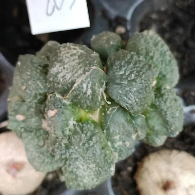 Ariocarpus Cauliflower hybrid rare succulent about 7cm  - Image 1 of 4