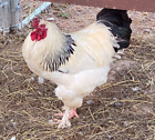 6+ Pure Bred White Brahma Chicken Hatching Eggs