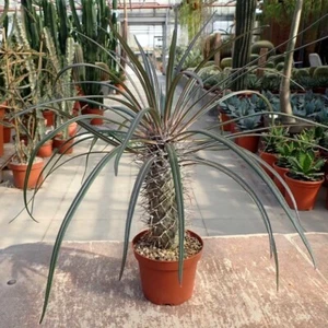 SAMEN - Madagaskarpalme - Pachypodium geayi 10+ Samen sukkulenter Baum W 191 - Bild 1 von 1