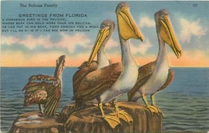 Postal de The Pelican Family Florida FL - Imagen 1 de 2