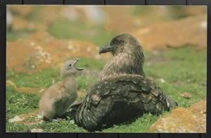 ISLAS FALKLAND, POSTAL SIN USAR DE UN GRAN SKUA Y CHICK, POR STEEPLE JASON - Imagen 1 de 1