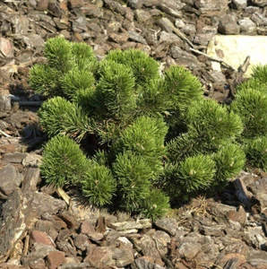 Bizarre Zwerg Kiefer Jakobsen 15-20cm - Pinus mugo - Bild 1 von 1