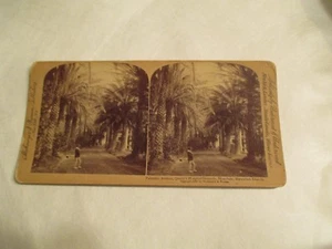 Palmetto Avenue Queens Hospital grounds Honolulu Hawaii HI Stereoview Card - Picture 1 of 3