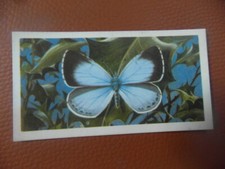 Great Britain Brooke Bond original 1963 tea card "British Butterflies",  No.33.