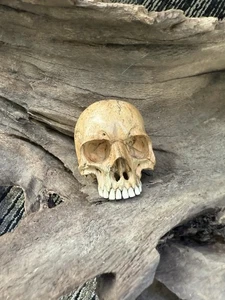 Hand Carved Wood Skull - Picture 1 of 7
