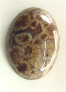 FOSSIL GEMSTONE 40X30 MM ALL NATURAL - Picture 1 of 1