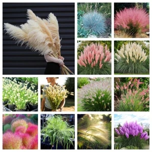 100pcs Ornamental Grasses Four Season Cold Resistant Ddwarf Potted Seeds - Picture 1 of 35