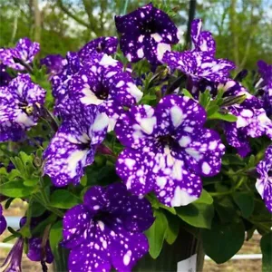 20 Purple White Spotted Petunia Flower Seeds Gardening Balcony Potted Plants - Picture 1 of 5