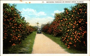 Postkarte Autofahrt durch einen Orangenhain Florida White Boarder unbesendet - Bild 1 von 2