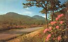 Postcard Flowers Purple- Red Catawba Rhododendron Blue Ridge Parkway