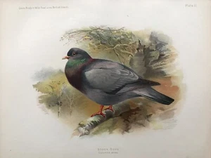 Estampado antiguo 1900; aves de caza y aves silvestres: paloma de stock después de Whymper - Imagen 1 de 2