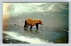 AK-Alaska, énorme ours brun d'Alaska, sol glacé, carte postale vintage