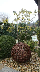 Sfera di vimini palla di vimini sfera decorativa sfera sfera di vite palline decorative giardino sfera decorativa  - Foto 1 di 5