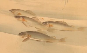 QUADRO GIAPPONESE PERGAMENA APPESA IMMAGINE VINTAGE pesce fiume AYU Old Art d703 - Foto 1 di 8