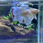 Betta Fish Live DEMI-LUNE DUMBO OREILLE JAUNE OR DOUX MÂLE | W-027