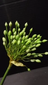 Beautiful Artificial Seeded Agapanthus stems GREEN - Picture 1 of 4