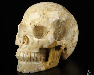 Calavera de cristal tallada a mano fósil de coral de 5,1", realista, cristal curativo Foto 1 de 4