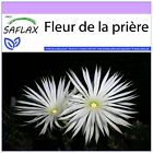 SAFLAX  - Fleur de la prière - 40 graines - Echinopsis