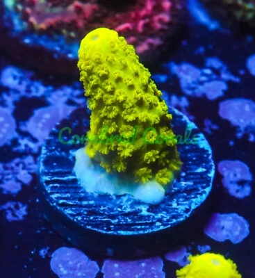 Cornbred's Monster Boobies Acro - Frag - CORAL VIVO Foto 1 de 3