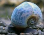 2 Blue Leopard Ramshorn Snails + 10 Duckweed - Aquarium Snails, Algae Eater ??