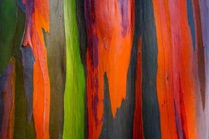 50 RAINBOW EUCALYPTUS Deglupta Gum Multicolor Bark Tree Seeds - Picture 1 of 15